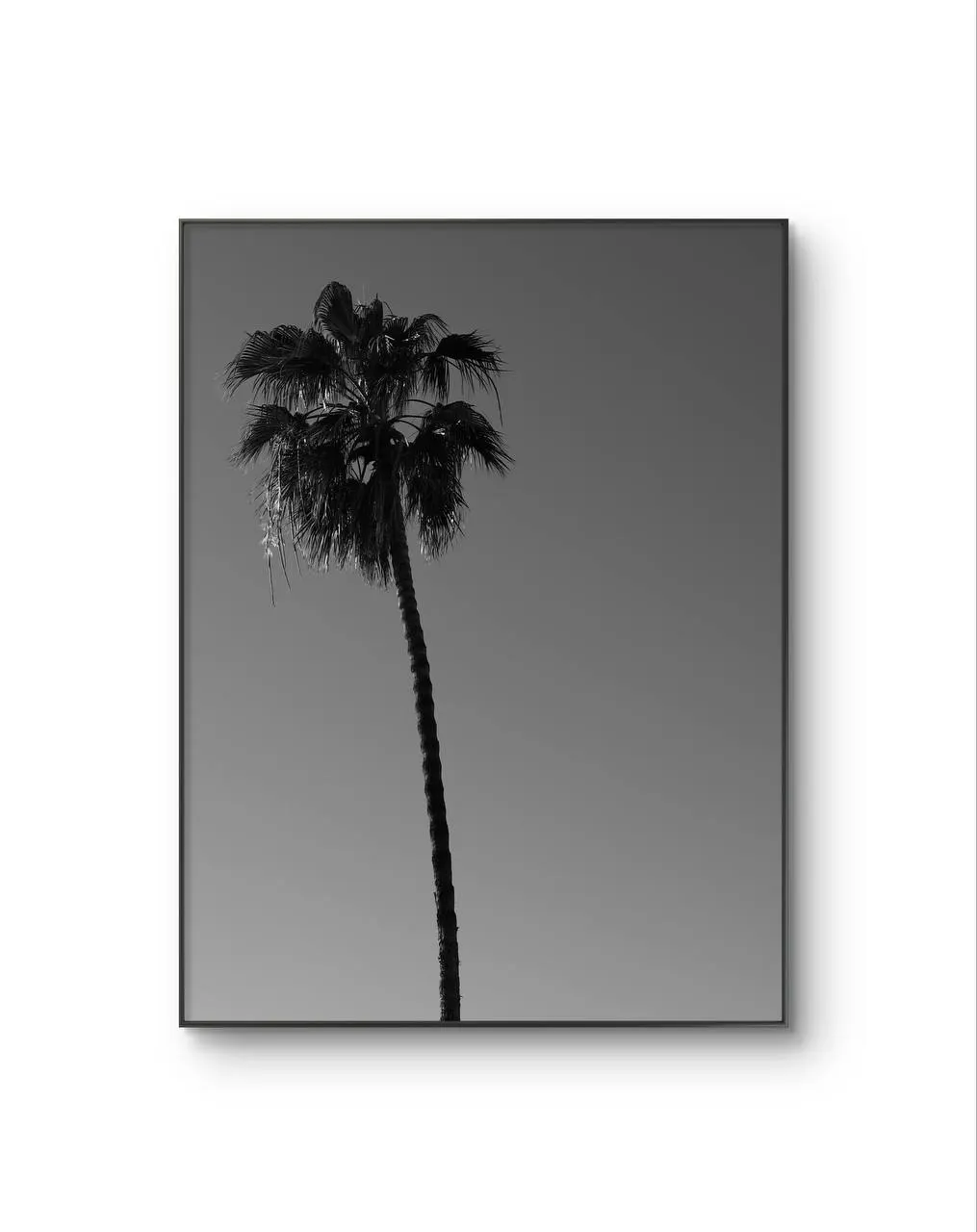 Serena -  Solitary Palm — Fotografía fina lámina artística por Serena