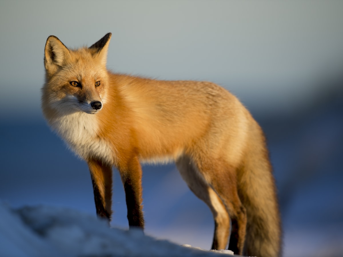 Fauna